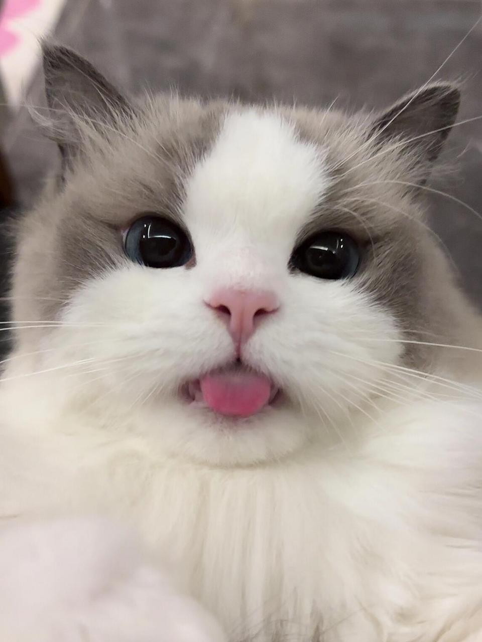 吐舌头的小东西 还蛮撩人的 	 #吸猫# #我家宠物好可爱# #猫咪日常