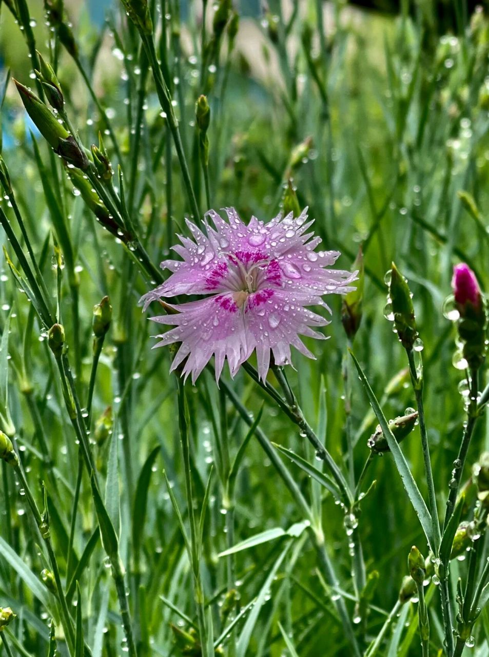 雨中的石竹花 石竹花又称洛阳花,石柱花,是石竹科,石竹属的多年生草本