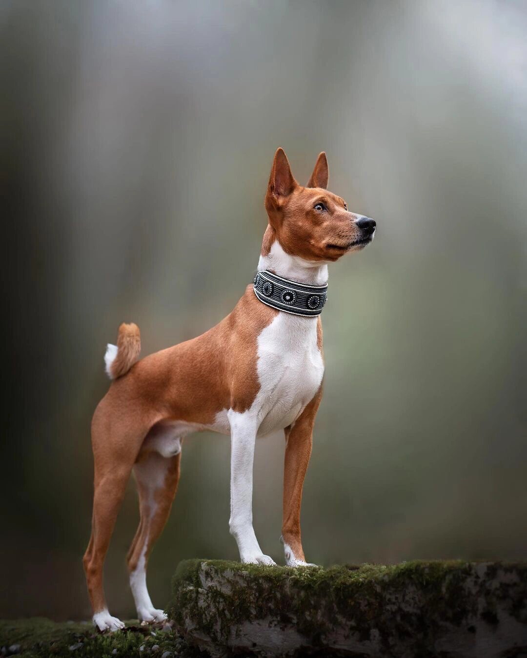 想养个二胎 中小型短毛犬有什么推荐的吗?