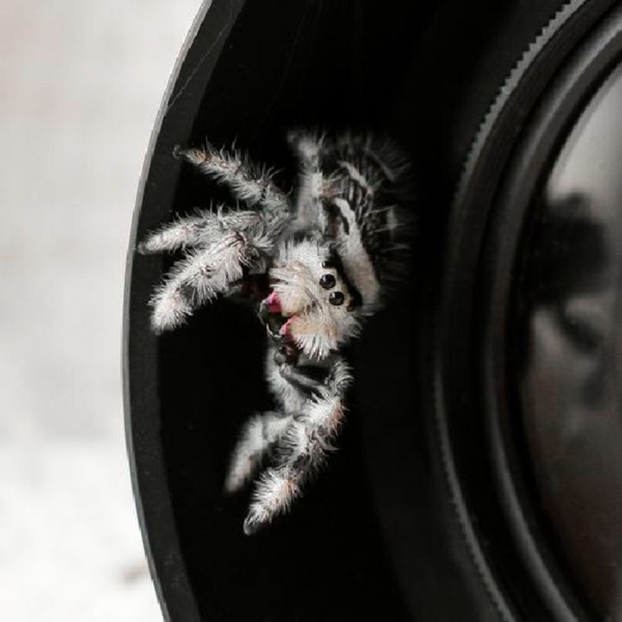 佛罗里达跳蛛(现实生活中的卢卡斯)  佛罗里达跳蛛:别名佛跳 皇家跳蛛