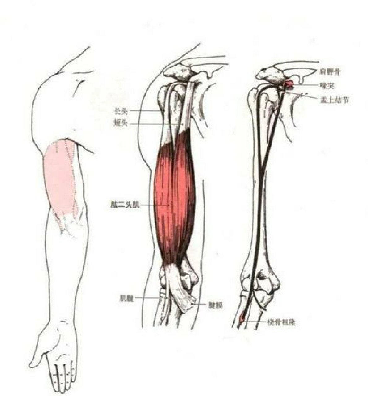 肱骨肌肉图片