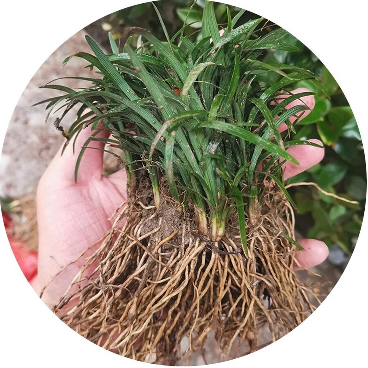 麦冬草小苗供应  常见的麦冬草有矮生麦冬,阔叶麦冬,金边麦冬,细叶