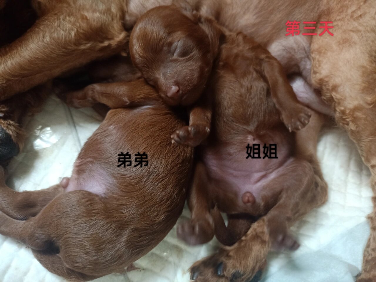 泰迪如何断尾图片