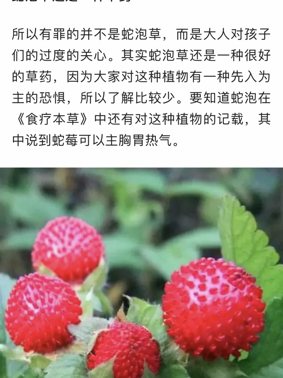 蛇泡居然可以吃,而且还是一味药材,一直是不是错过了这道美食了