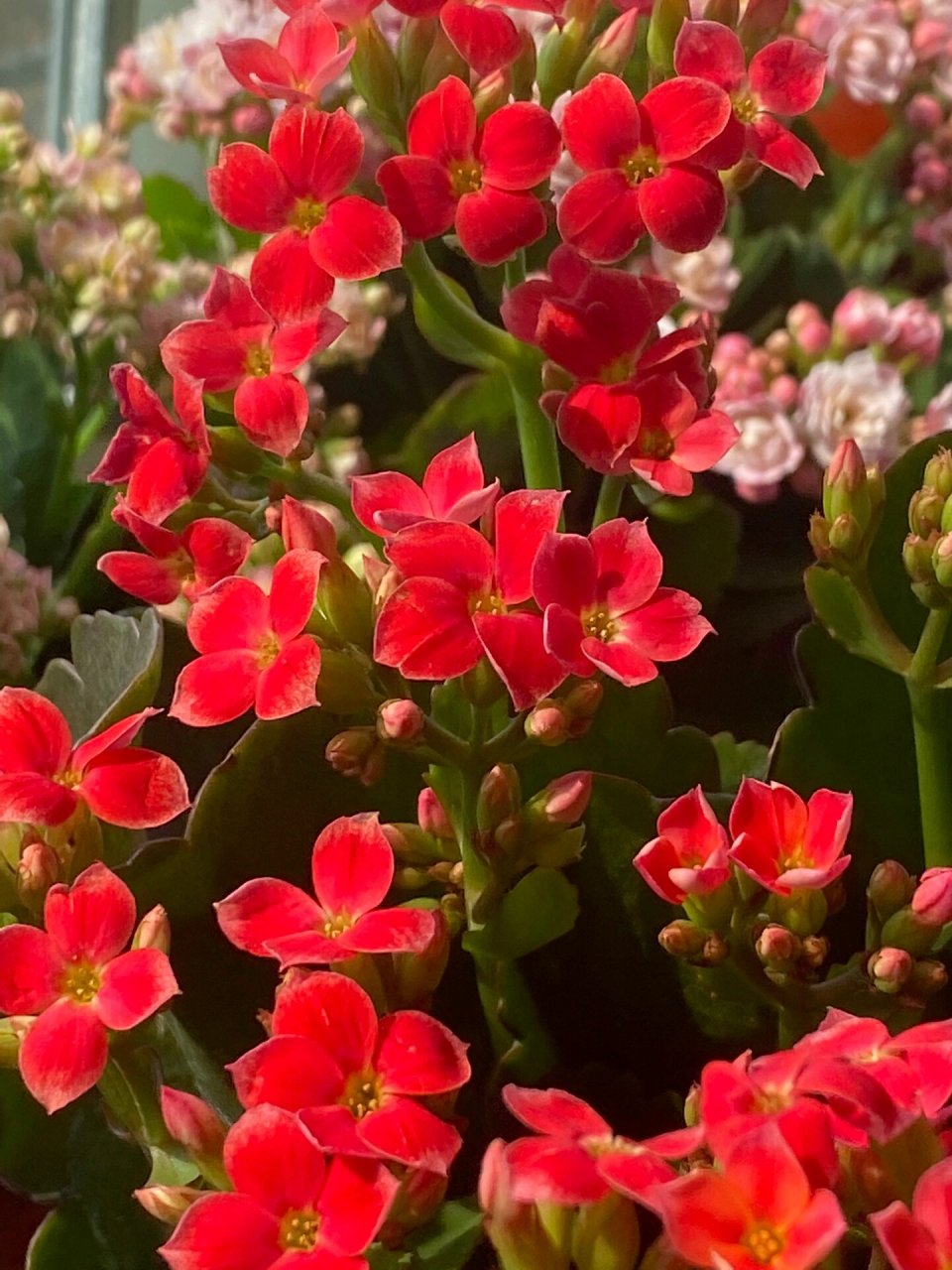 长寿花132一丹霞