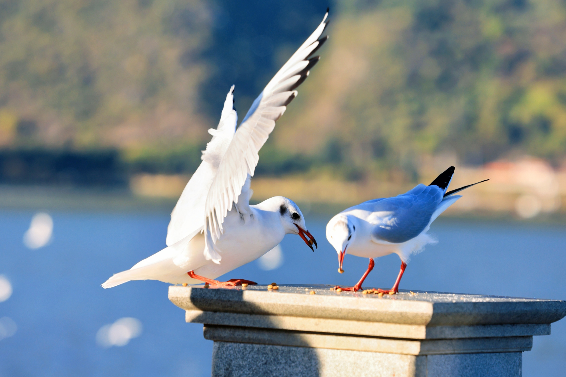 昆明冬日好去处,滇池大坝海鸥旅拍,风景这边独好!