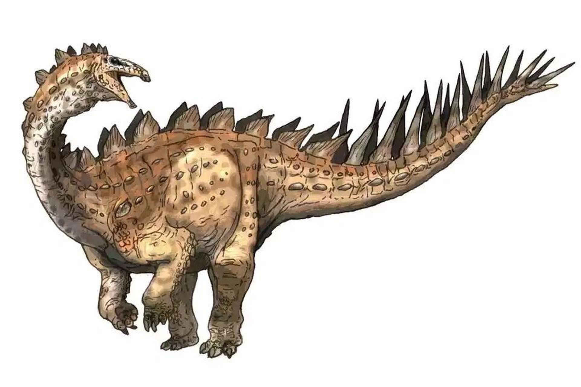 恐龙—剑龙亚目 简介 剑龙亚目是唯一在侏罗纪繁盛的鸟臀目恐龙.