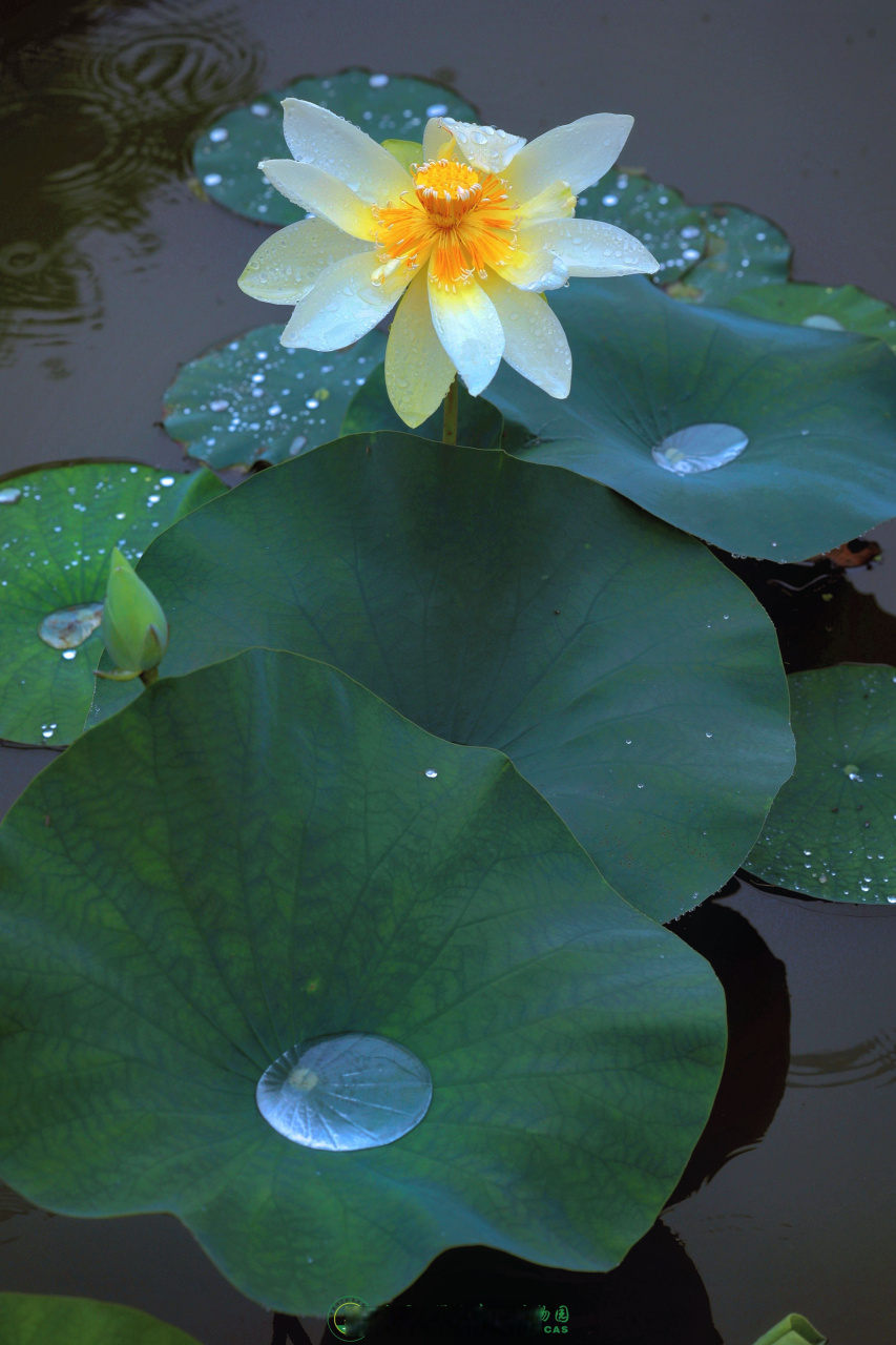 「夏雨荷」遇到要猛拍100张】#荷花承包了武汉夏天的浪漫#盈盈荷上露