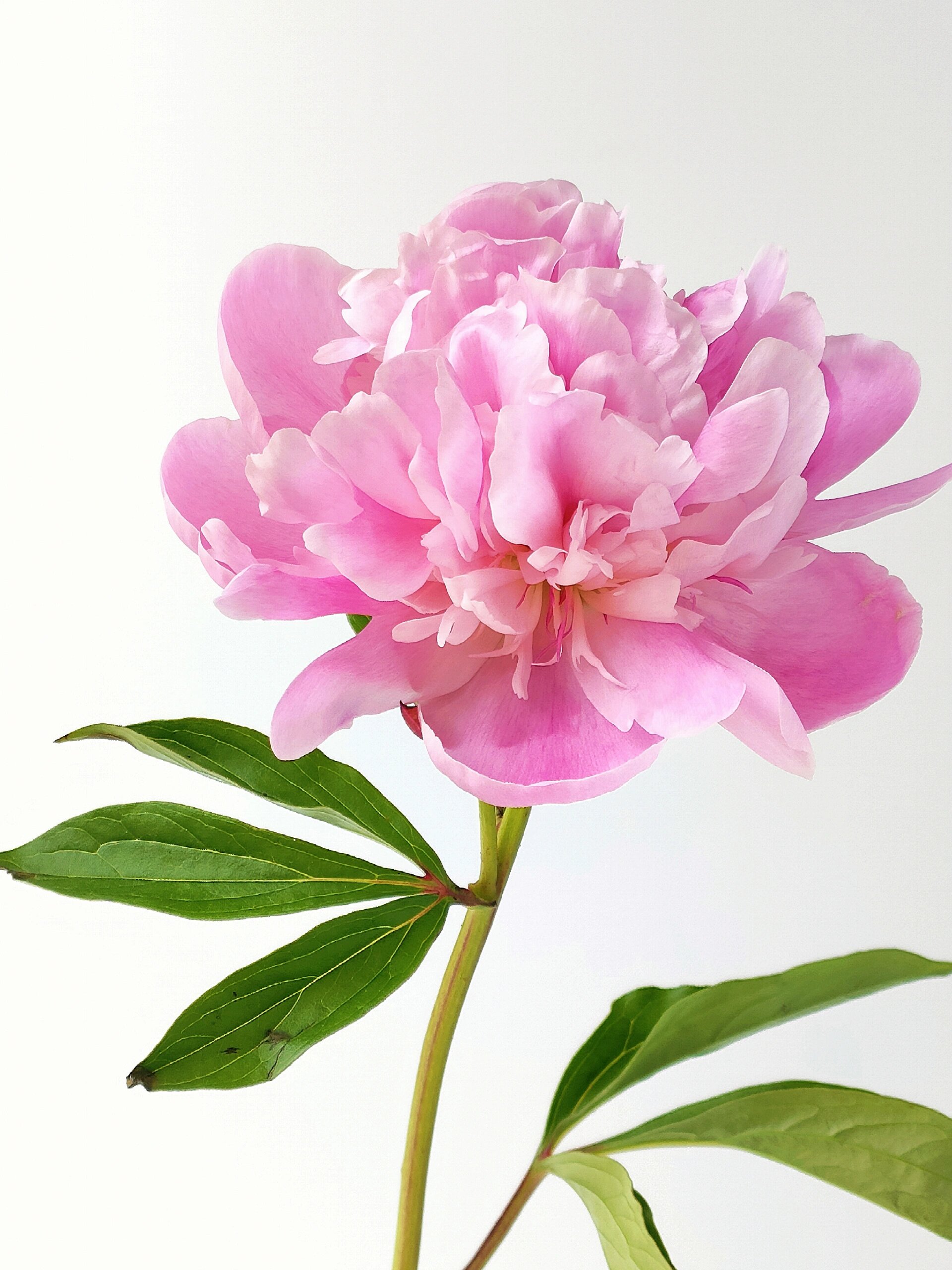 绘画素材~~重瓣芍药花