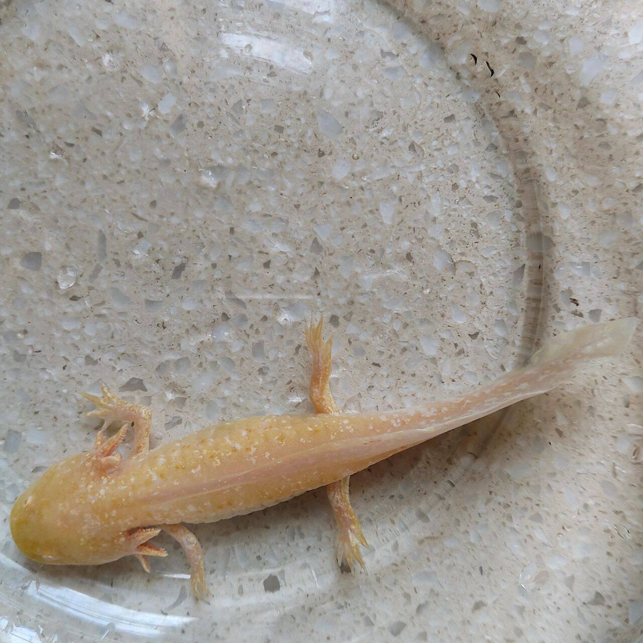 六角恐龙鱼身上为什么有白点点?