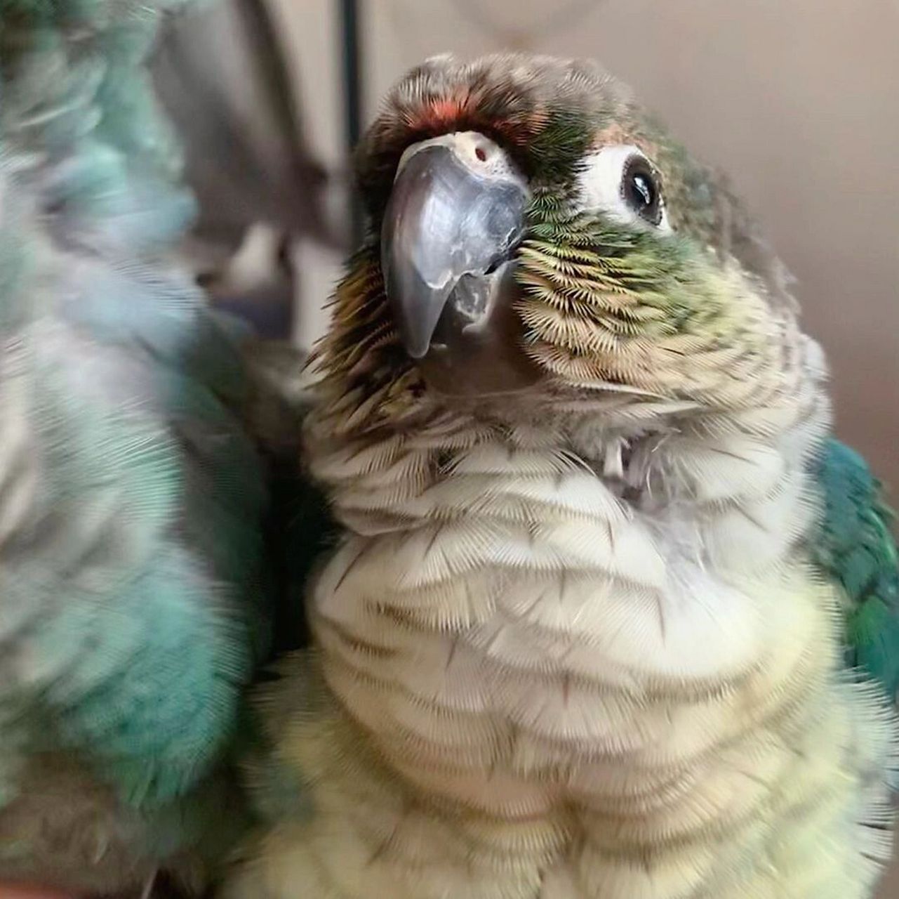 蓝化黄边小太阳