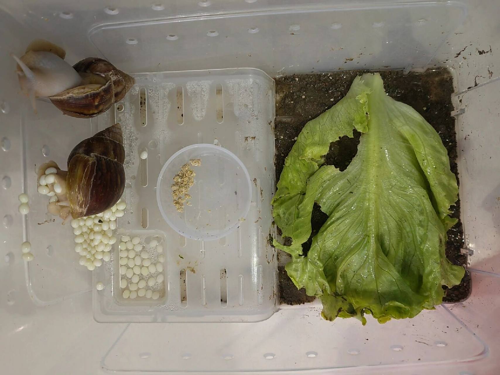 蜗牛产卵了 昨天清理喂食时还没有,刚发现产了好多卵,应该是刚刚产下