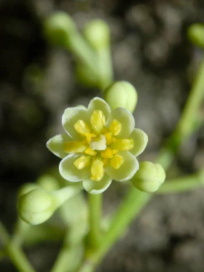 肉桂树花和果图片图片