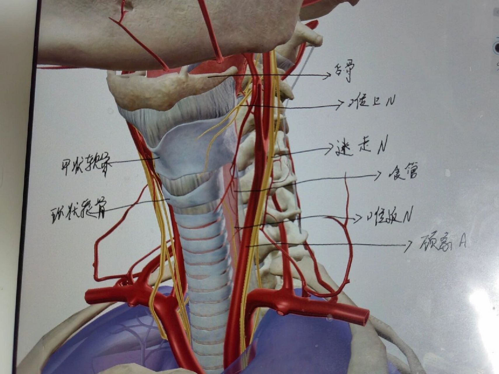 甲状腺血供解剖图图片