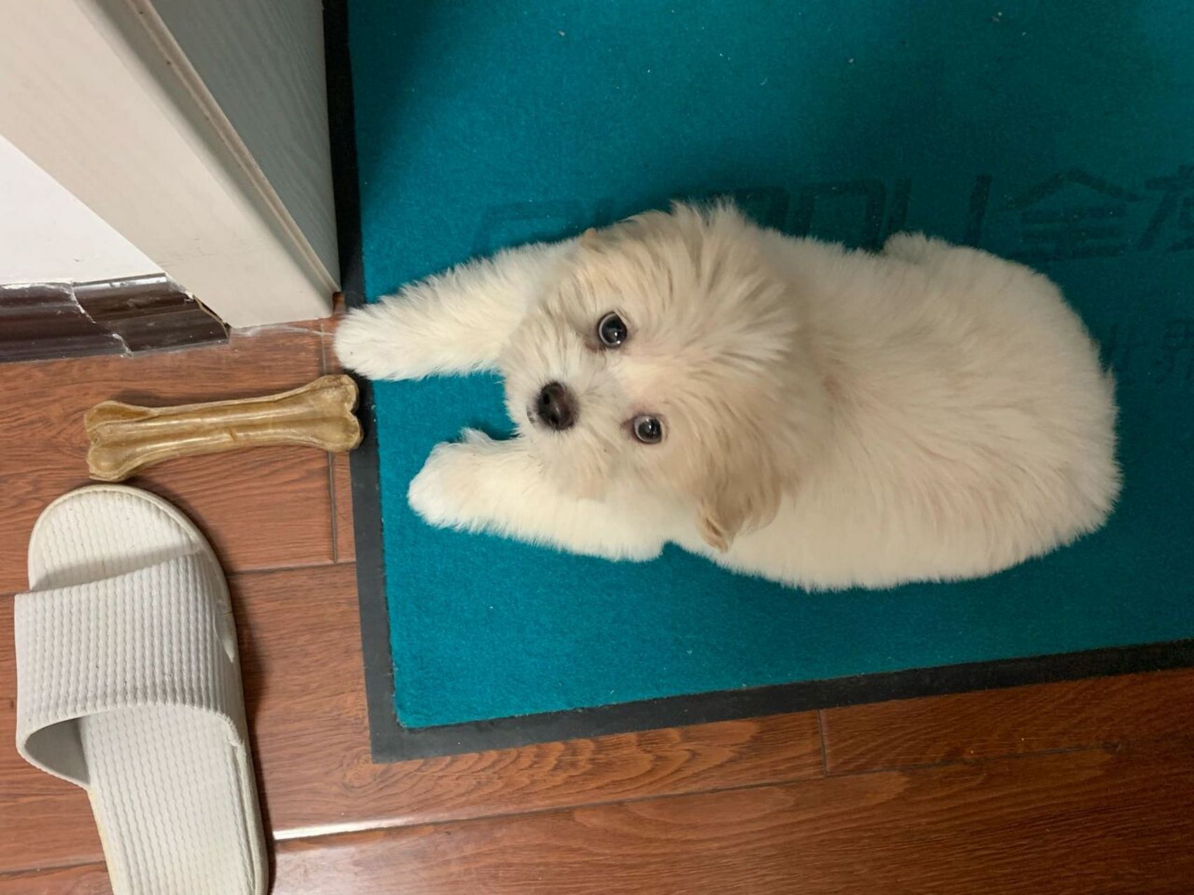 捡到一只可爱的比熊串串 | 第12天～ 美狗照片