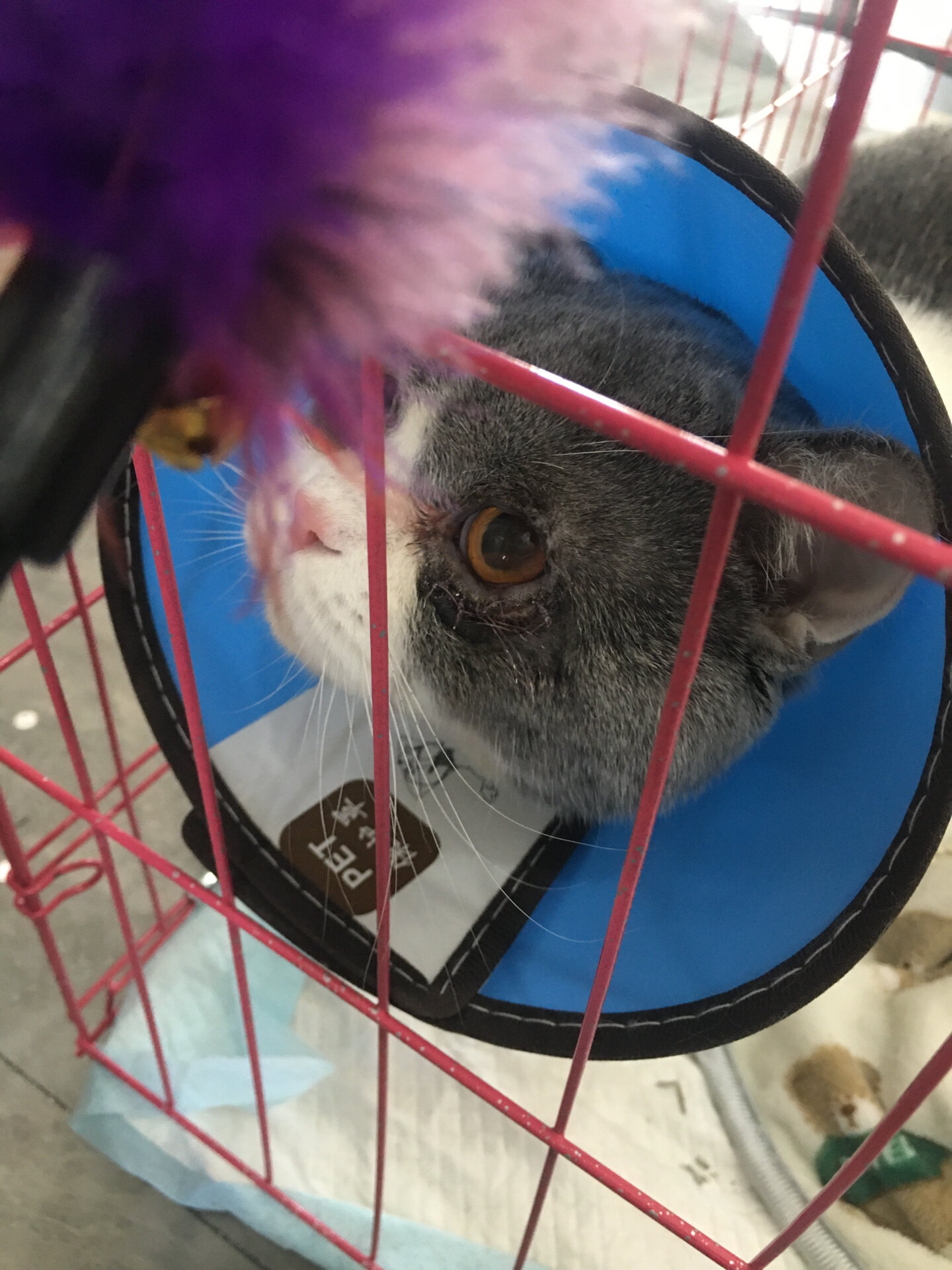 引起了角膜炎,结膜 猫咪倒睫毛算是多猫家庭经常碰到的问题.