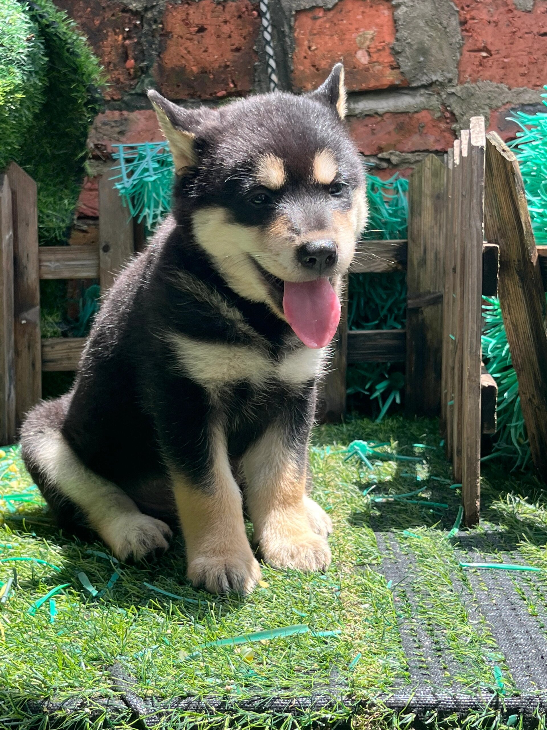 田园犬图片大全大图图片