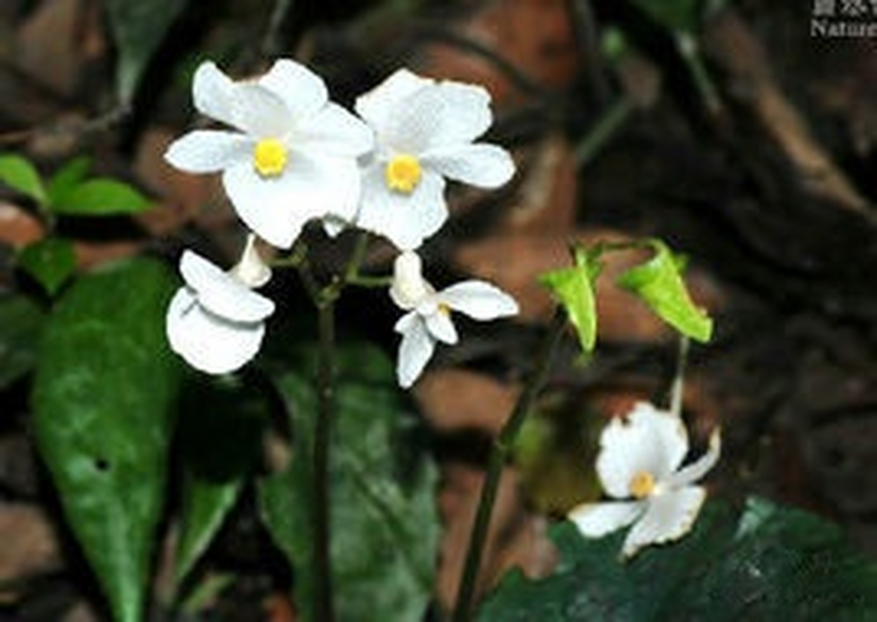 七星花照片图片