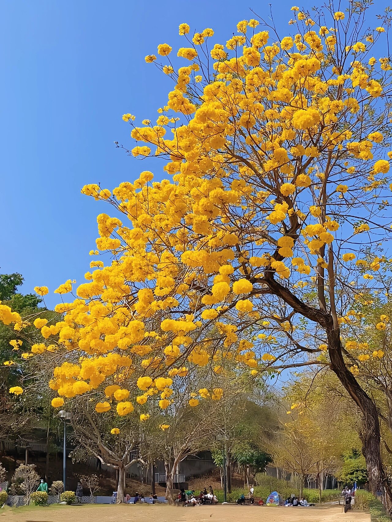 9396香港黄花风铃木!98好浪漫的花海春景