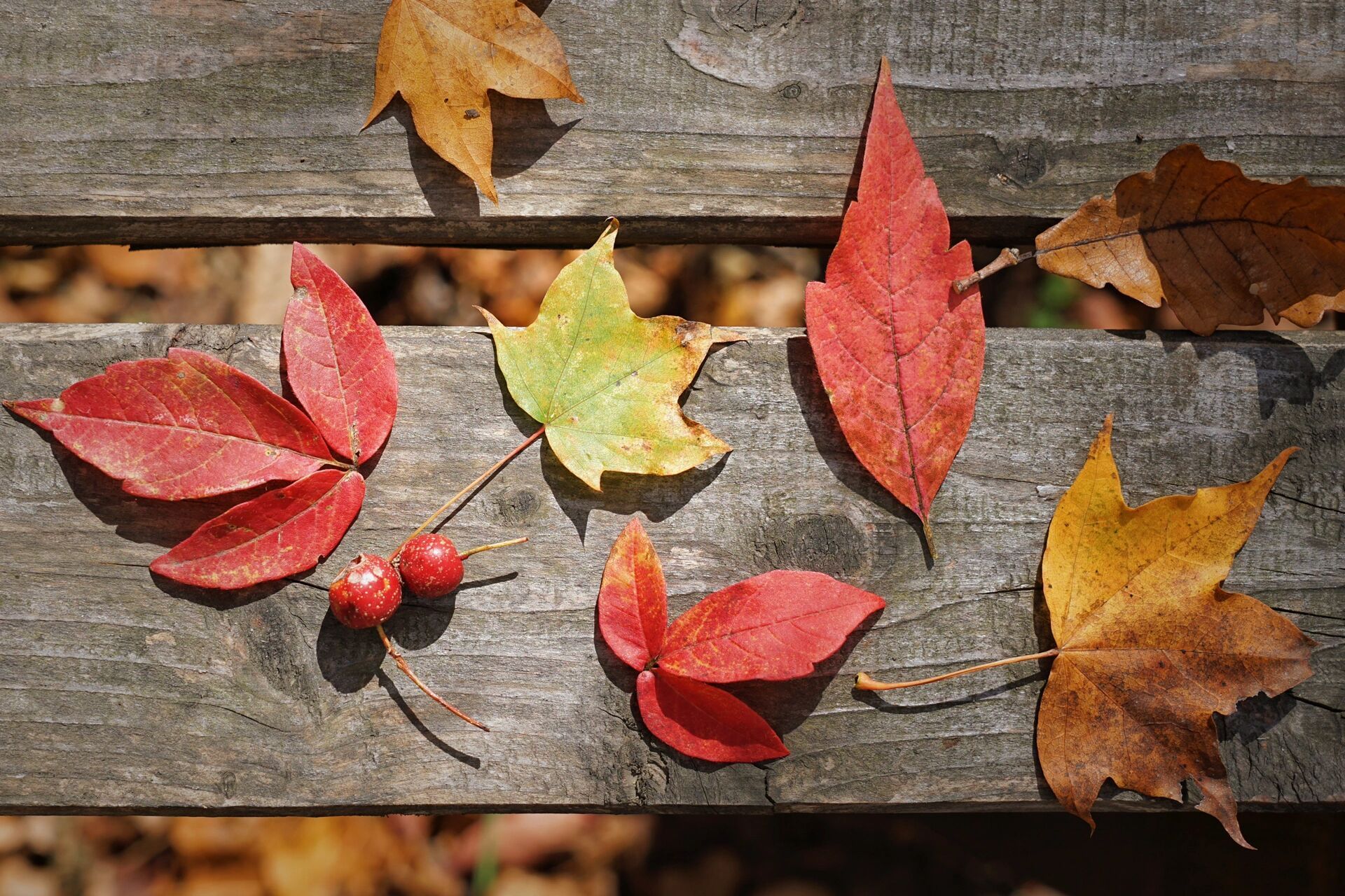吉林|秋天要去蛟河鹿角沟徒步呀!
