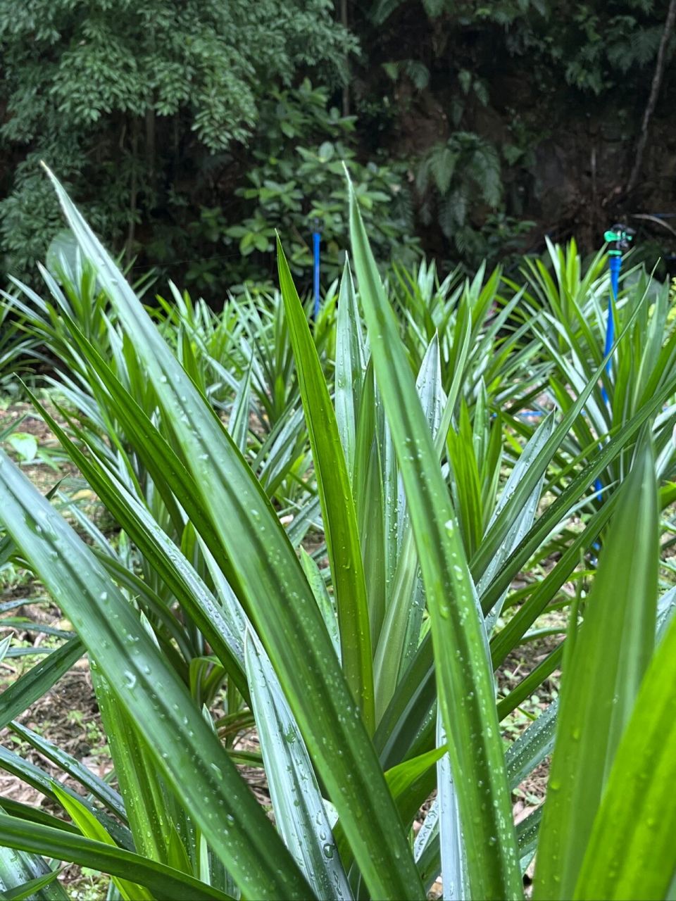 斑斓(pandan)是露兜树科露兜属香露兜的新鲜叶,又名斑兰叶,甲抛叶