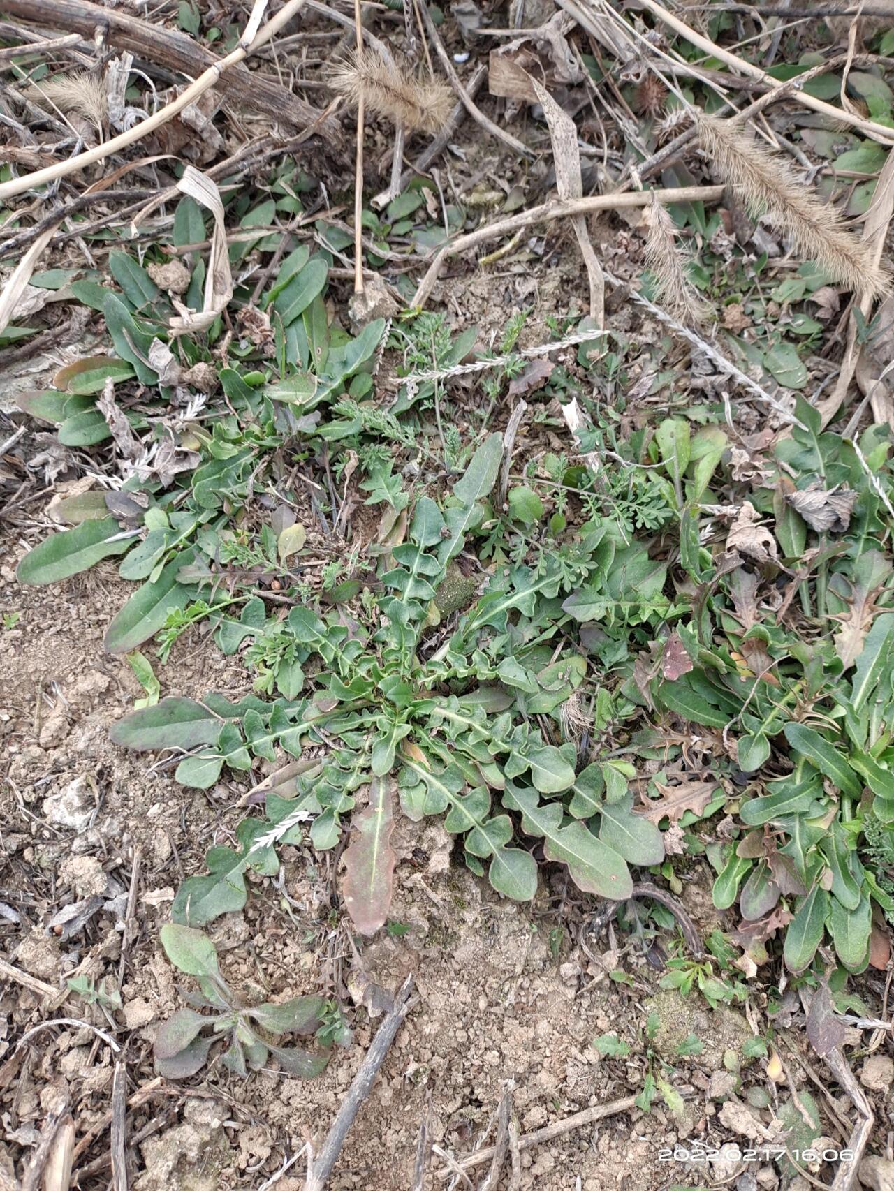 芨芨菜与荠荠菜图片