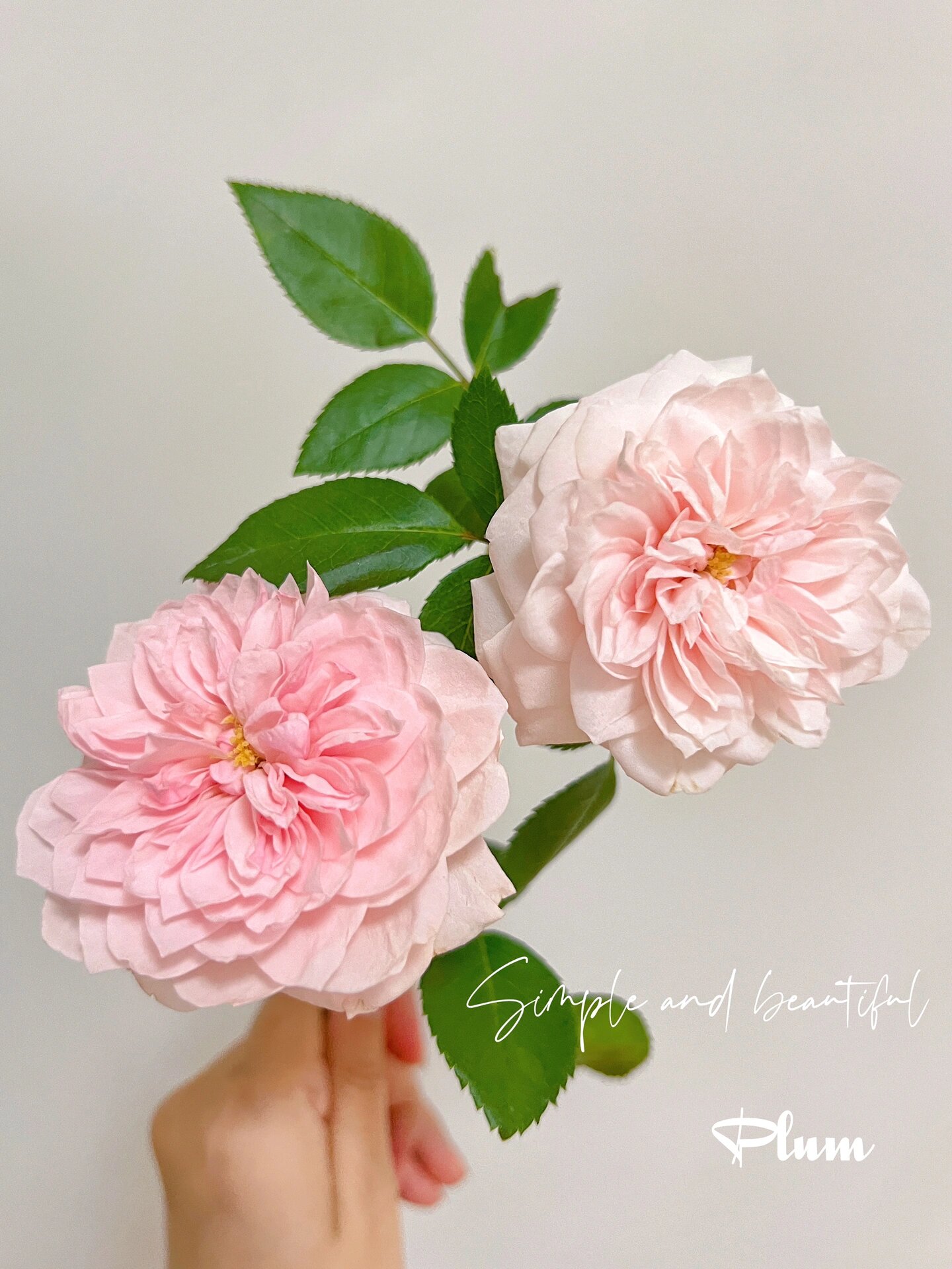 萨布丽娜 「简艺玫瑰园」520的美好  萨布丽娜月季  又名情归巴黎 粉