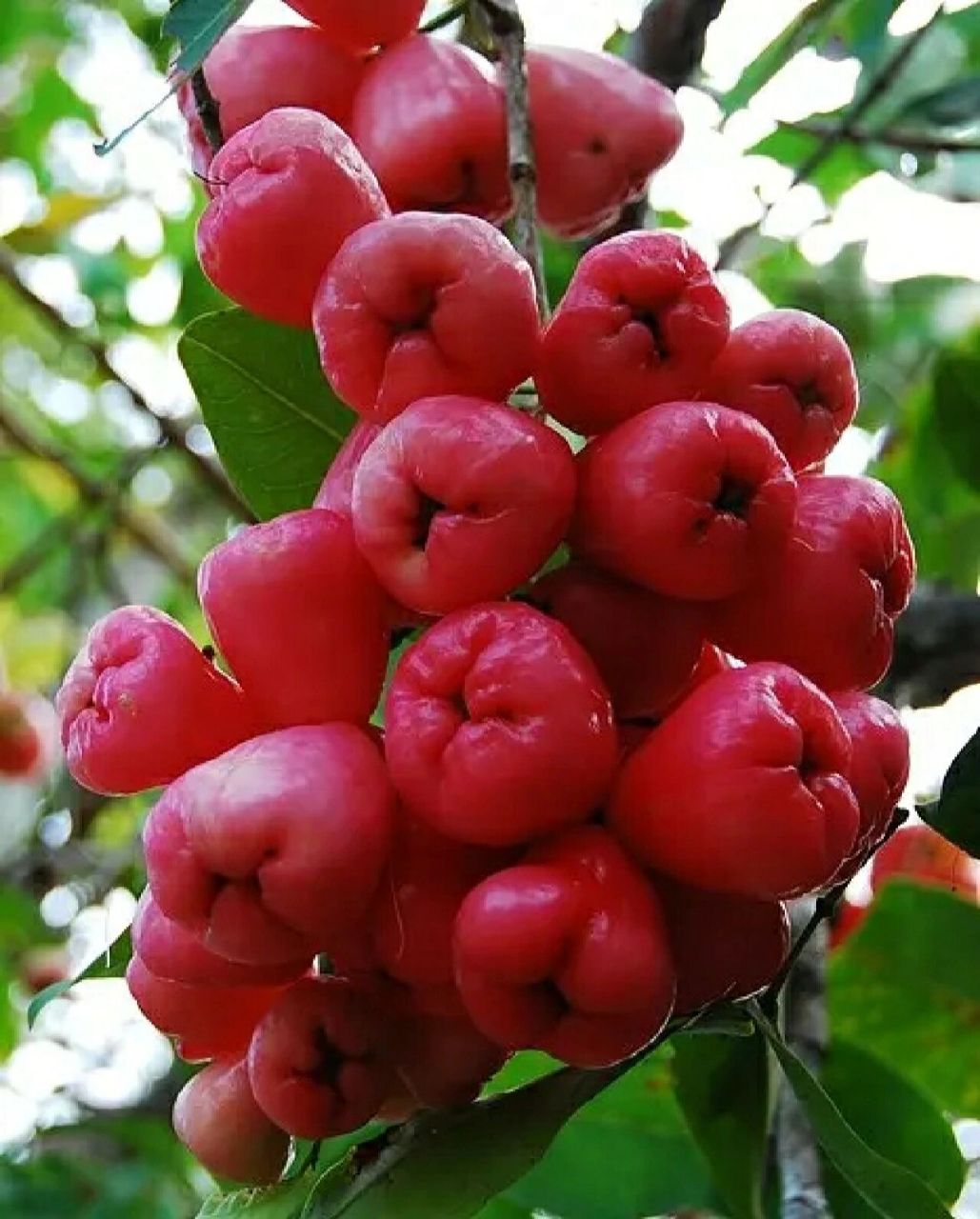广东庭院植物|"水果皇帝"—莲雾 莲雾,学名洋蒲桃,在广东它也被称做"