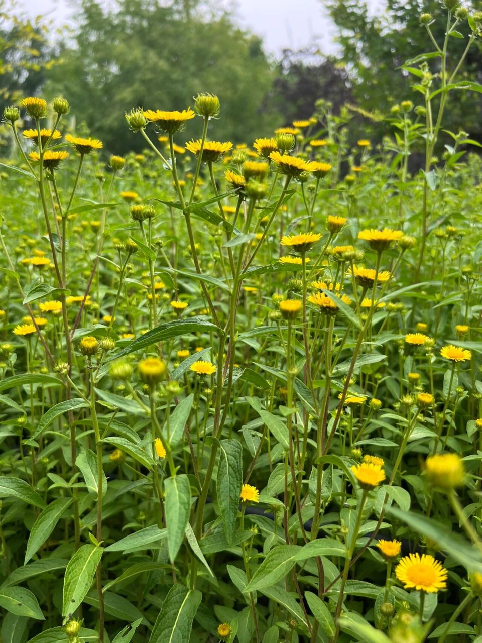 旋覆花～旋复花 旋覆花,又称旋复花,六月菊,药用植物,能治疗风寒咳嗽.