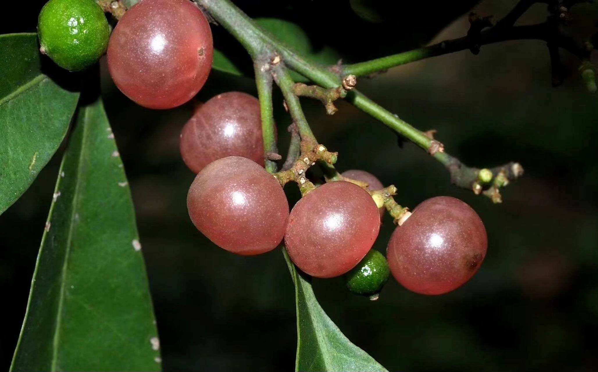 秋日野果|山小橘,晶莹剔透好吃又好看 秋天来了,大家还记得小时候在山