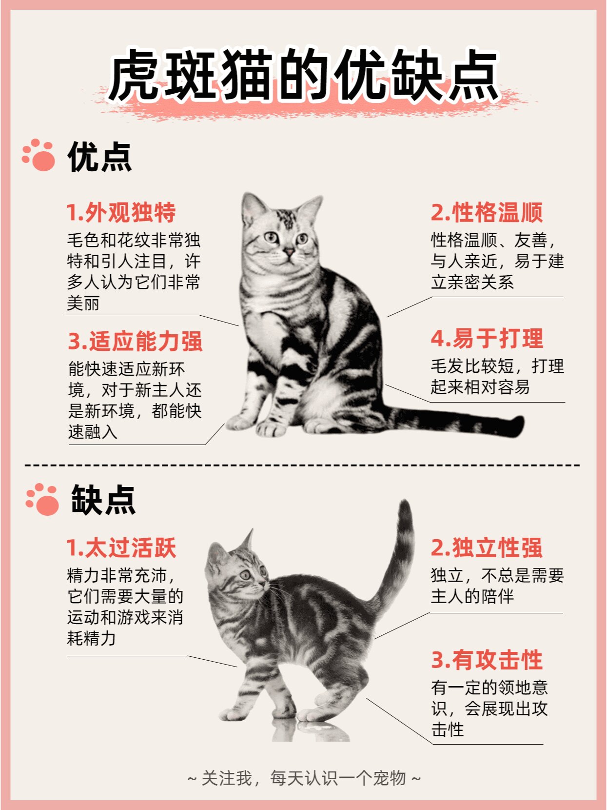 每天认识一只猫 | 虎斑猫(美短