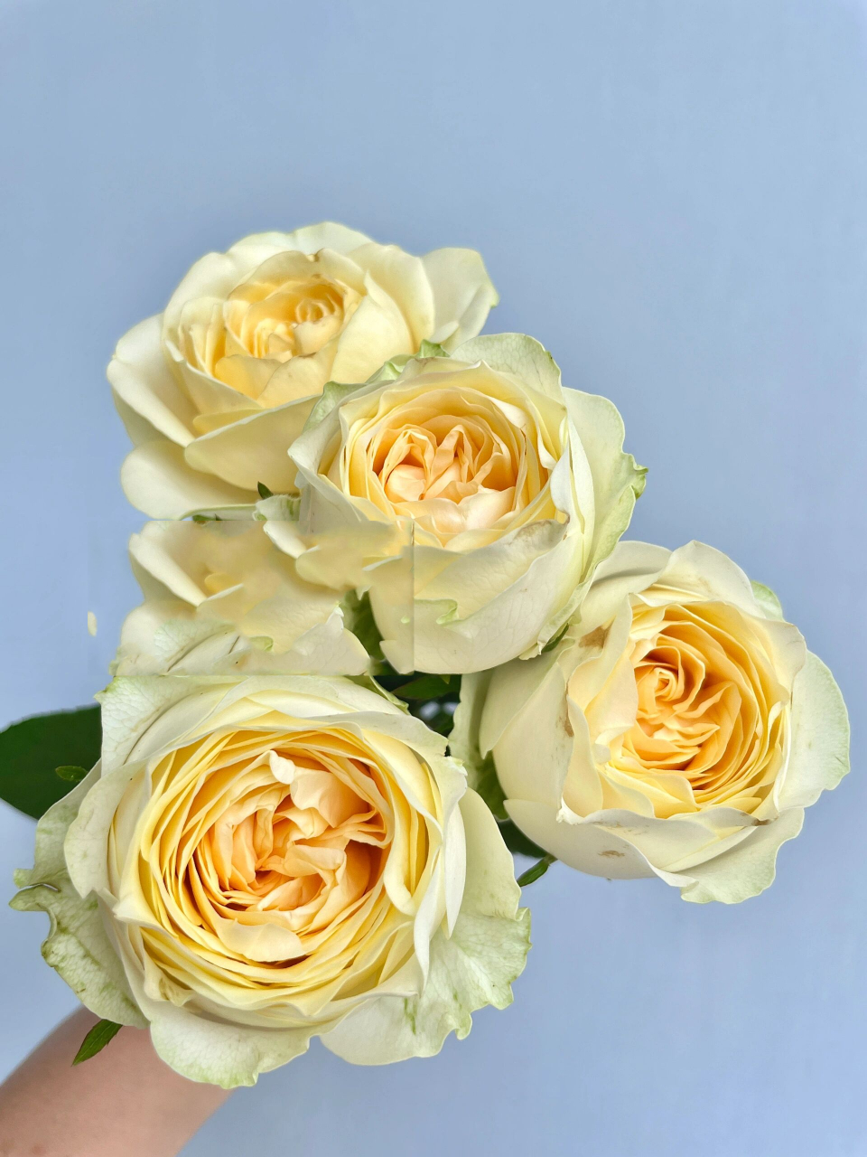 广东月季-奶油杯玫瑰.