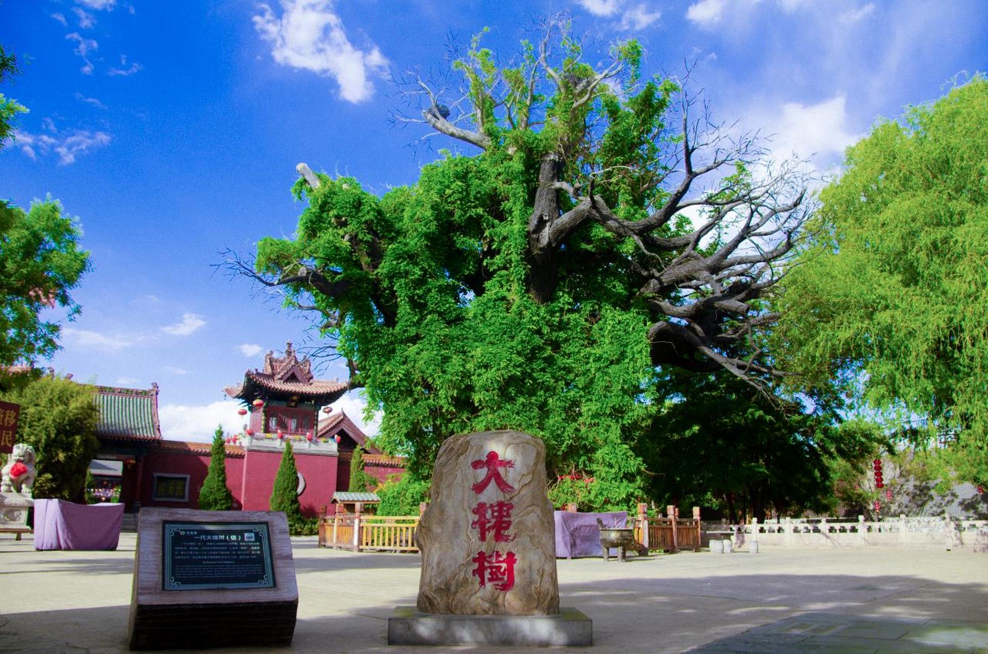 关于山西洪洞大槐树的历史真相!