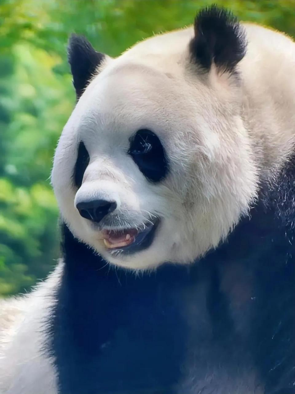 平时看大熊猫萌萌各种拿捏奶爸,在捧腹大笑的同时,心疼奶爸3秒.