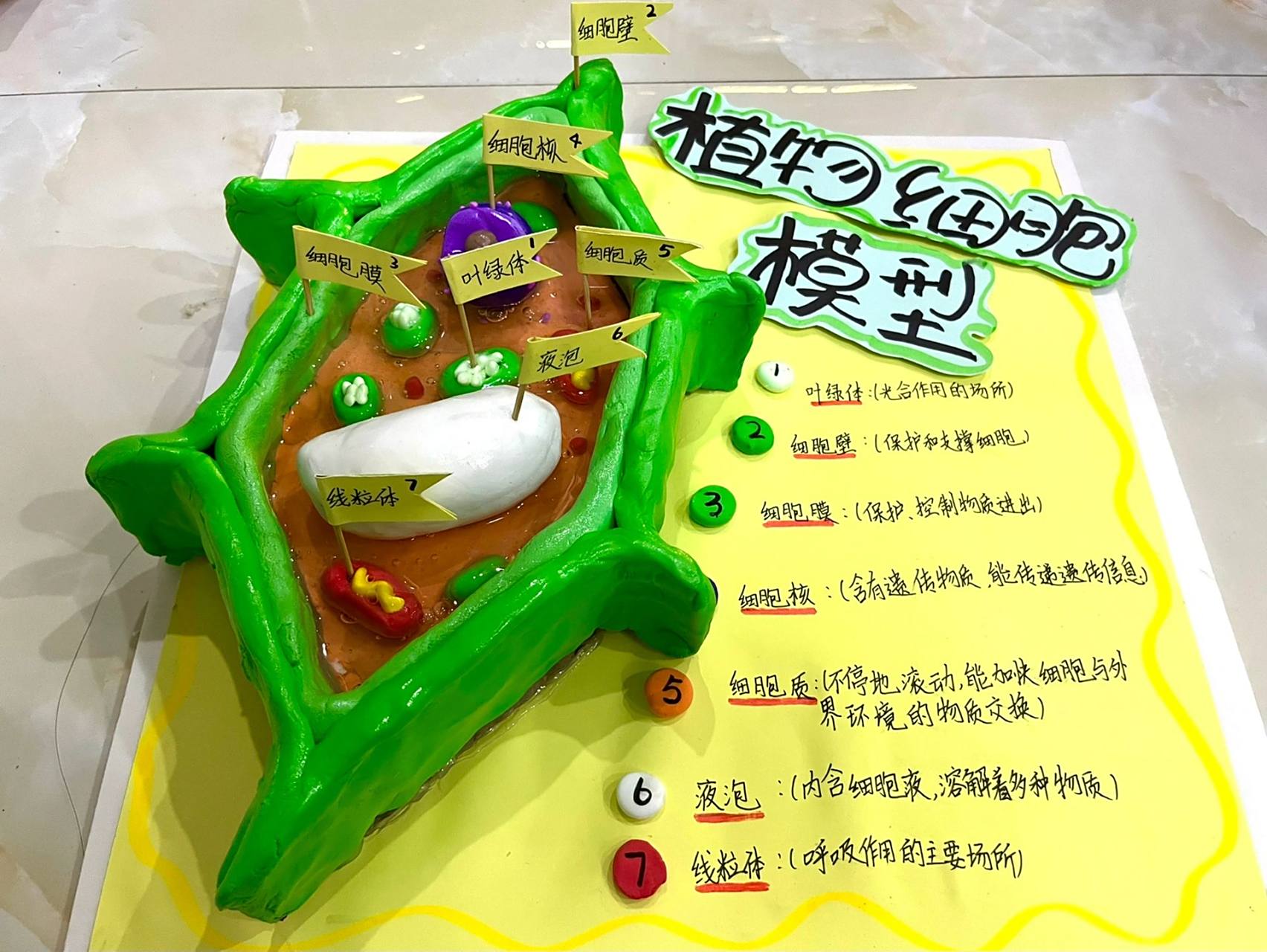 初一生物黏土模型(植物细胞) 就是说毕竟是美术老师,咱不能输 参考了