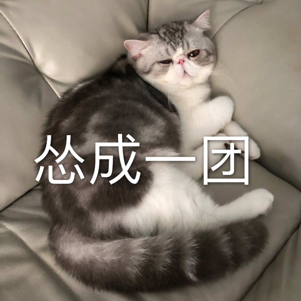 呆呆表情包第二弹! 呆猫也是有表情的!
