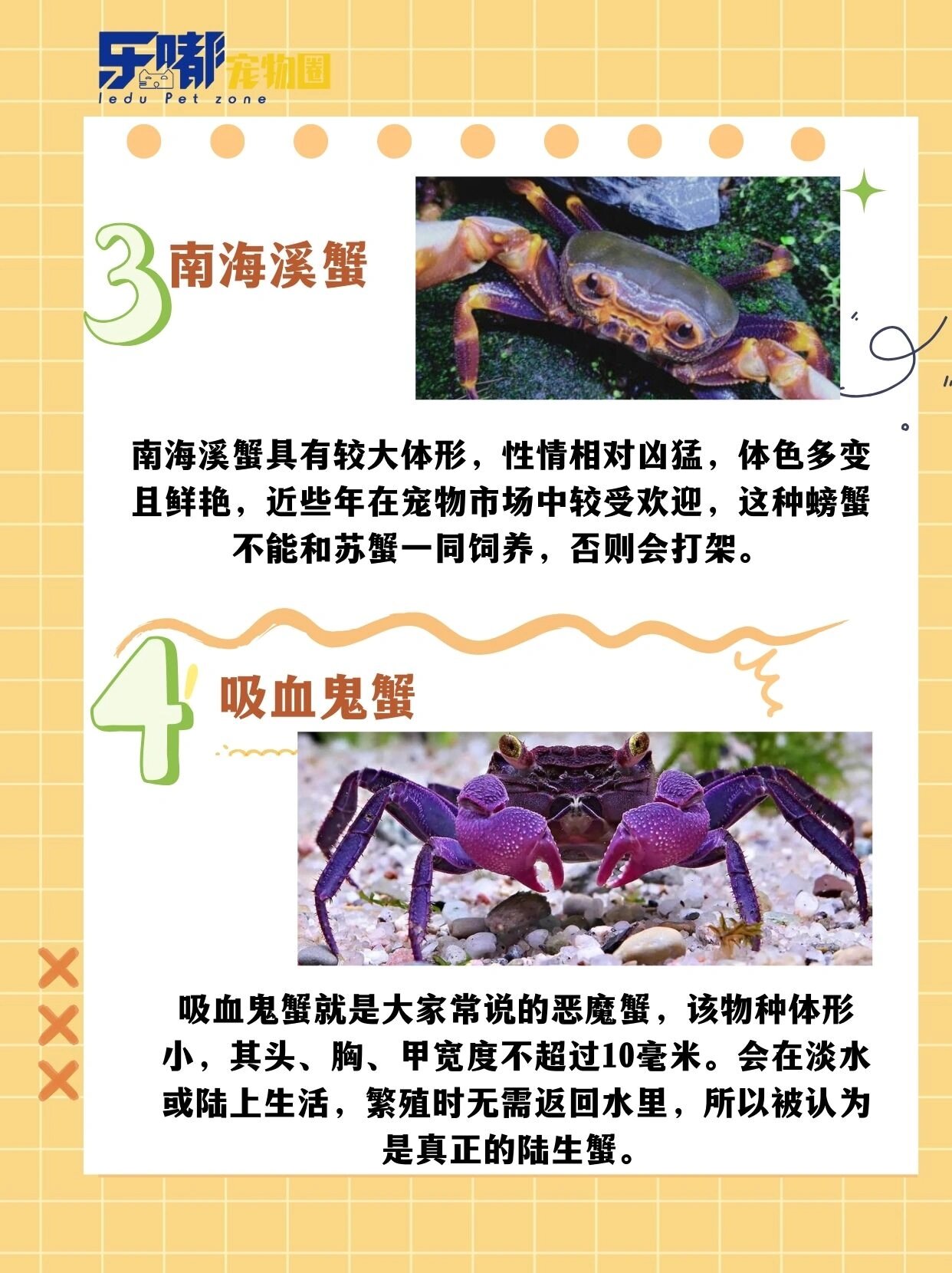 7715适合新手饲养的宠物蟹 红螯相手蟹 豹斑束腹蟹 南海溪蟹 吸血