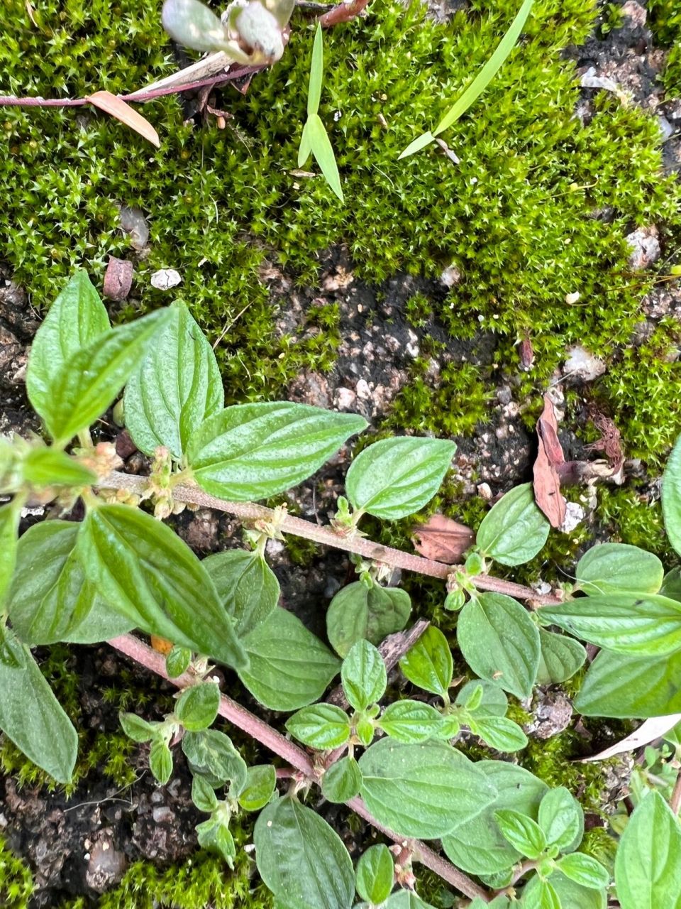 为荨麻科植物雾水葛pouzolzia zeylanica(l) benn的带根全草