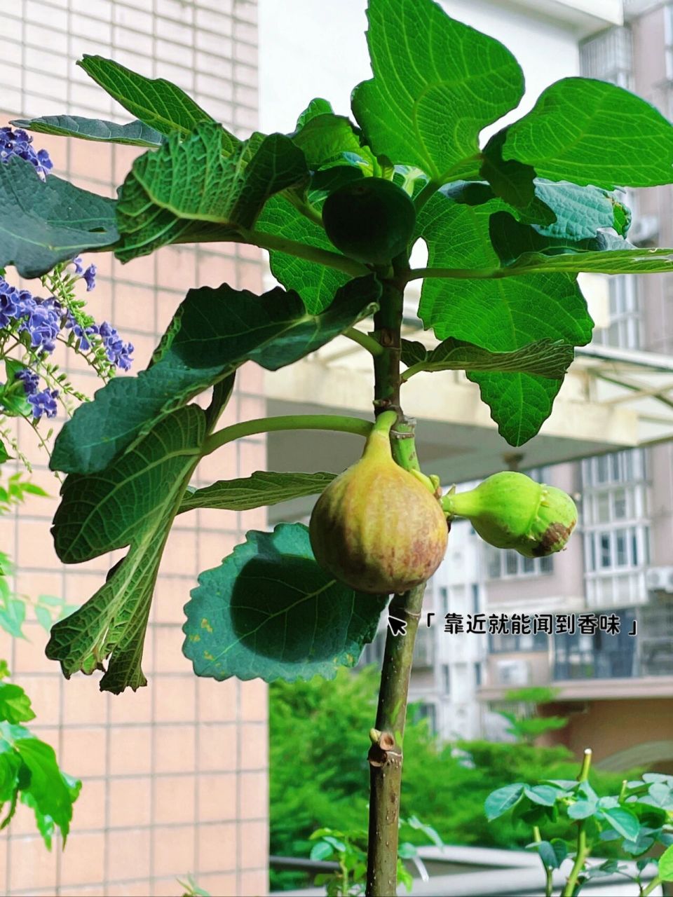 阳台种无花果|玛斯义陶芬|植物推荐 97苗 买了棵50公分的,来的时候