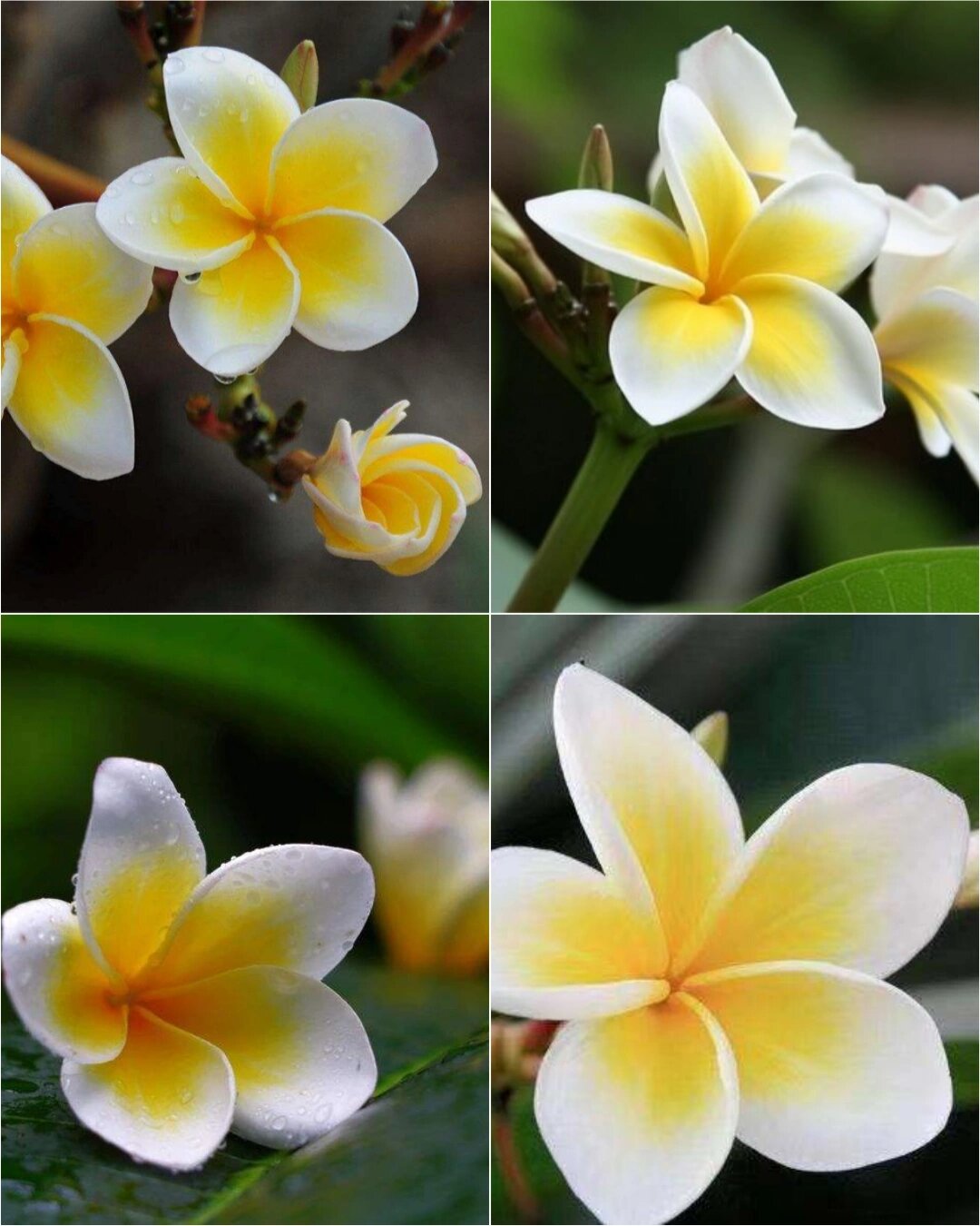 可爱的鸡蛋花朴素淡雅美丽幽香