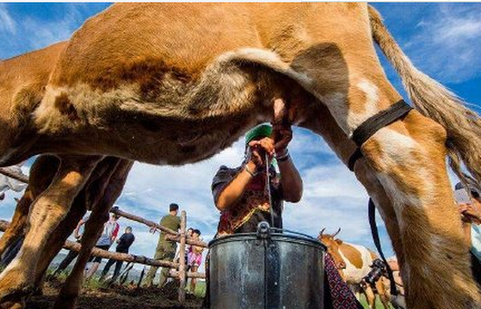 最新!喝现挤羊奶得病"栩栩如生"-第1张图片-天福博客