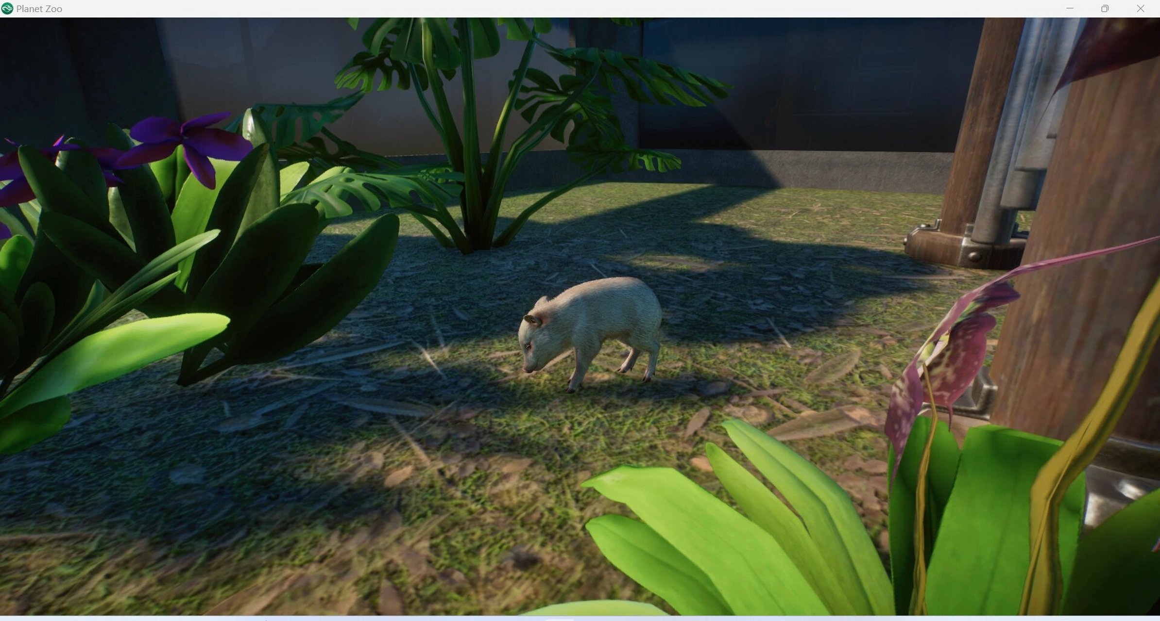 领西貒 勇敢猪猪敢于上房揭瓦啊哈哈哈 #动物园之星# #steam# #领西貒