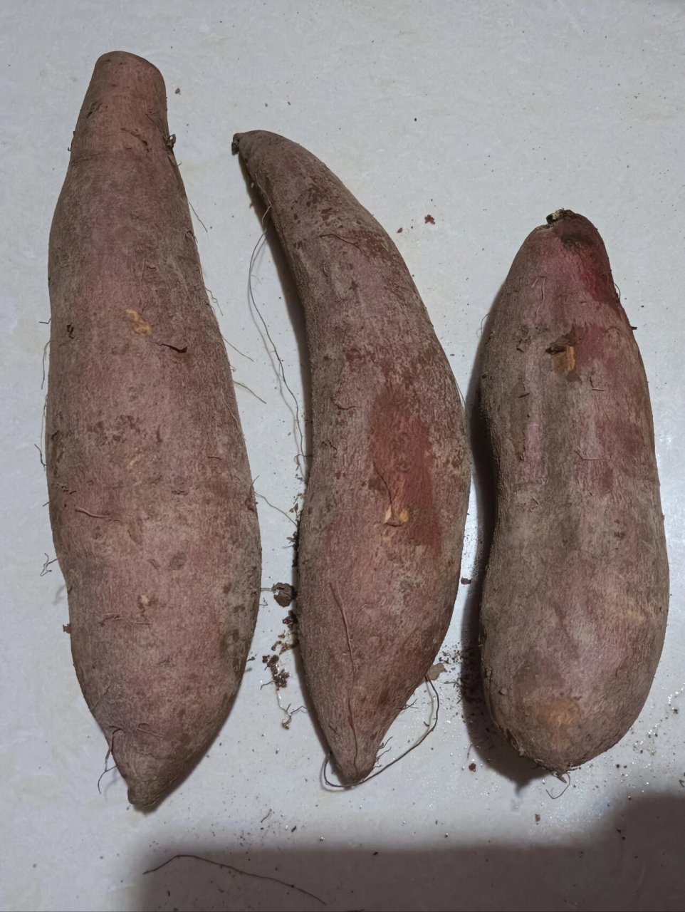 转基因大地瓜? 我以后要怎么正视这个东西