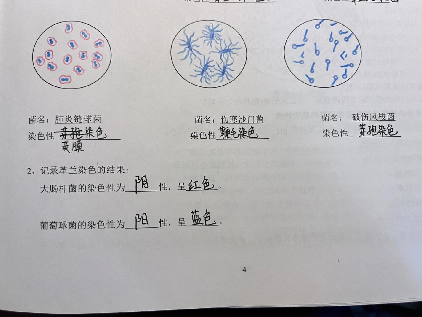 大肠杆菌手绘图红蓝图片