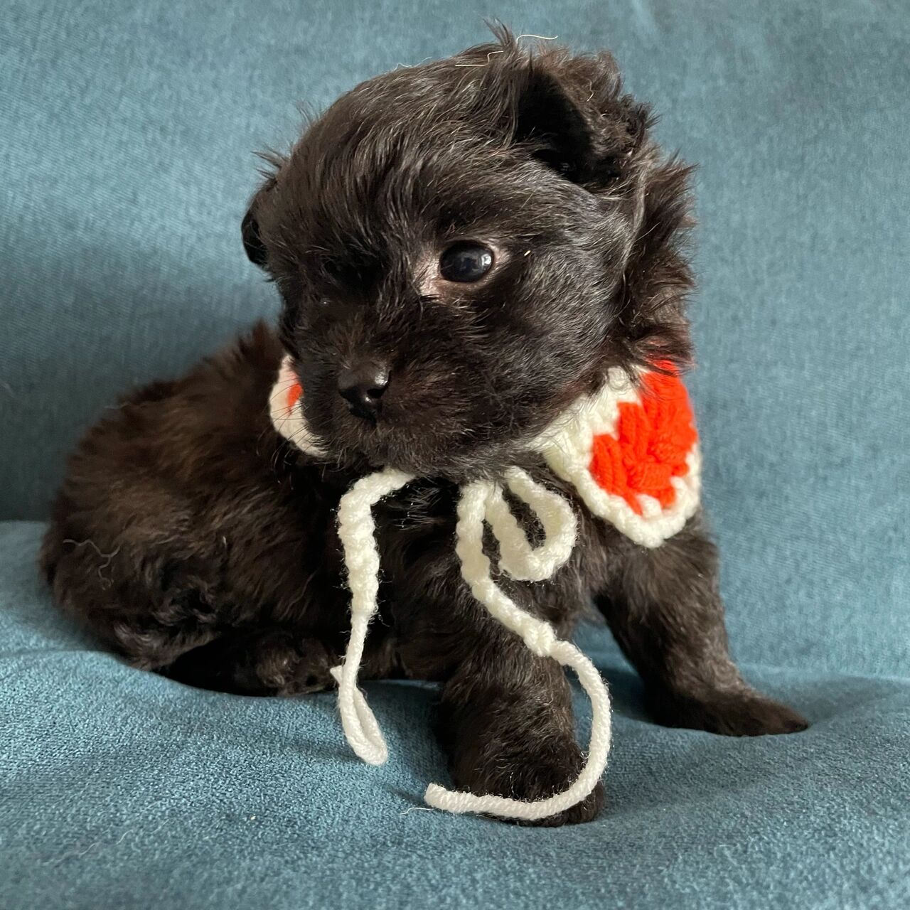 泰迪和博美串串能有多可爱 大家好,我是黑煤球,爸爸是黄色博美,麻麻是