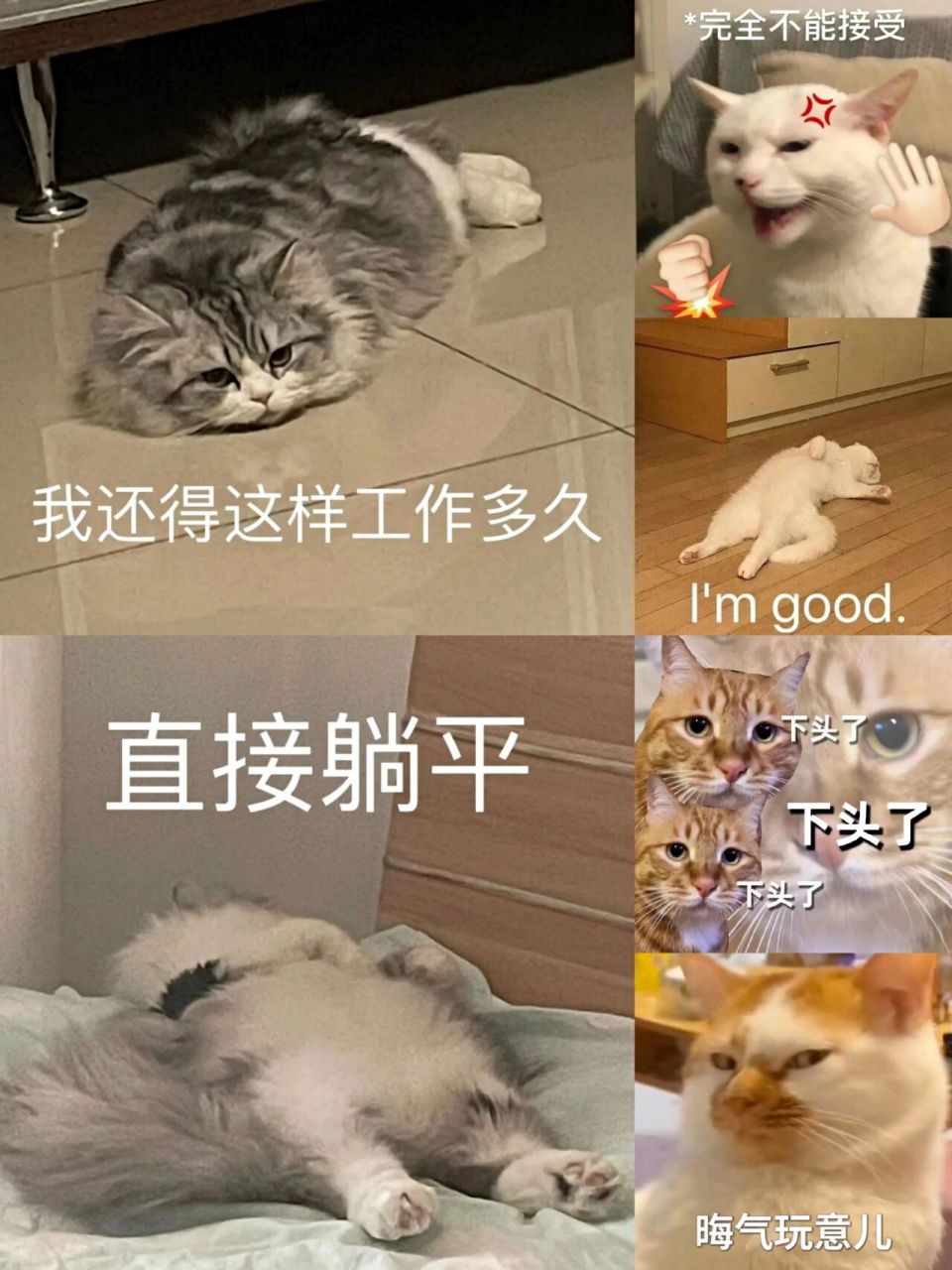 今日表情包,想躺平了08 今天周六,躺平的一天 好羡慕表情包的小猫咪