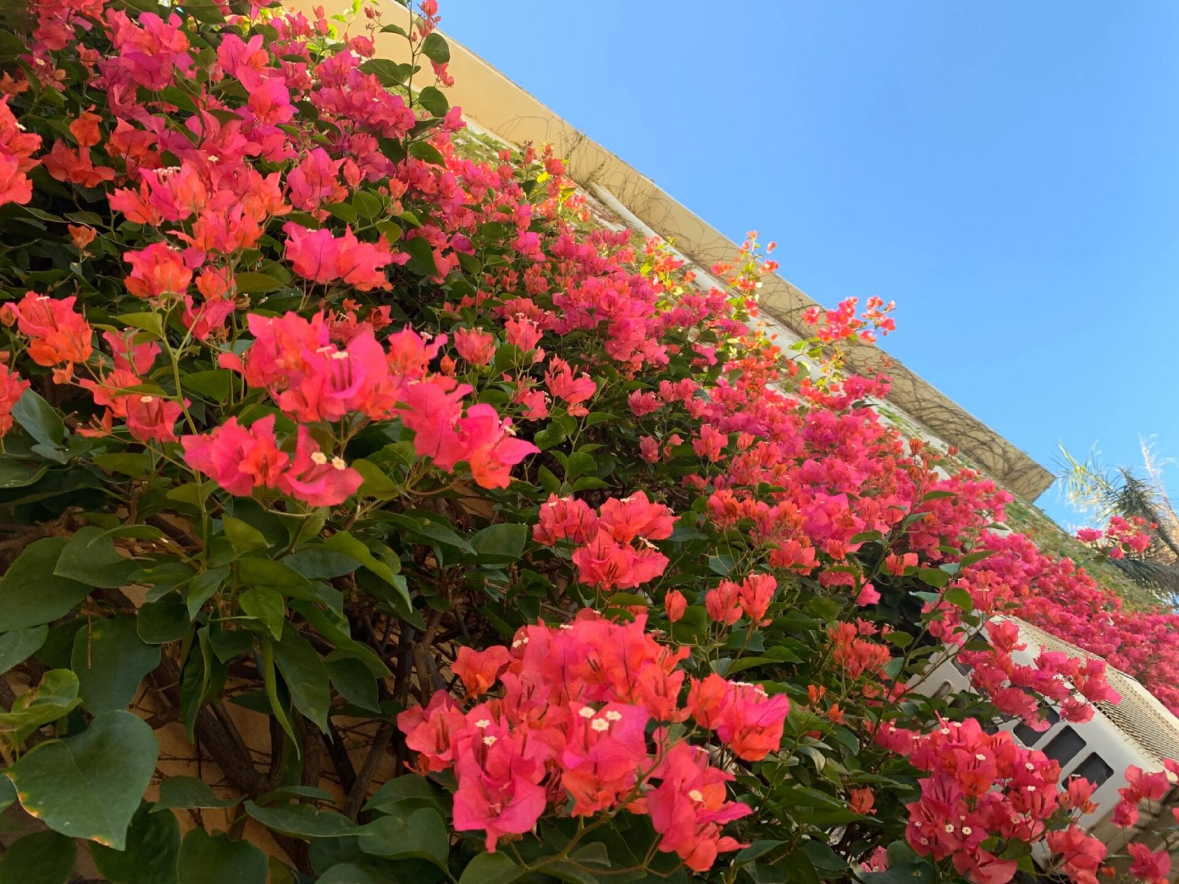 北海市花——三角梅 北海入秋失败,三角梅依旧开得很艳.