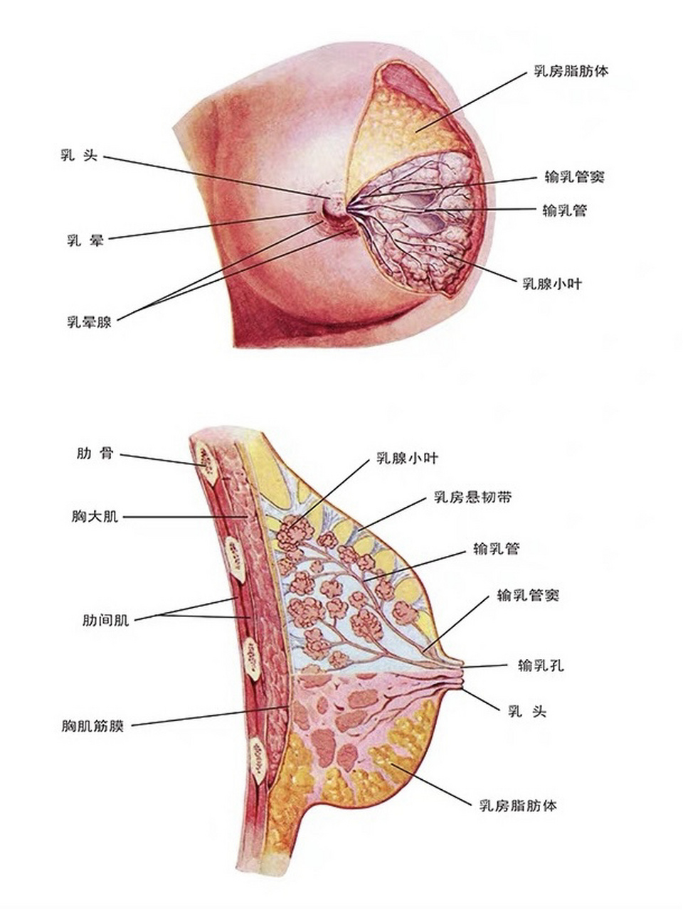 乳房乳腺的生理结构 乳腺是皮肤的附属腺,为复管泡状腺