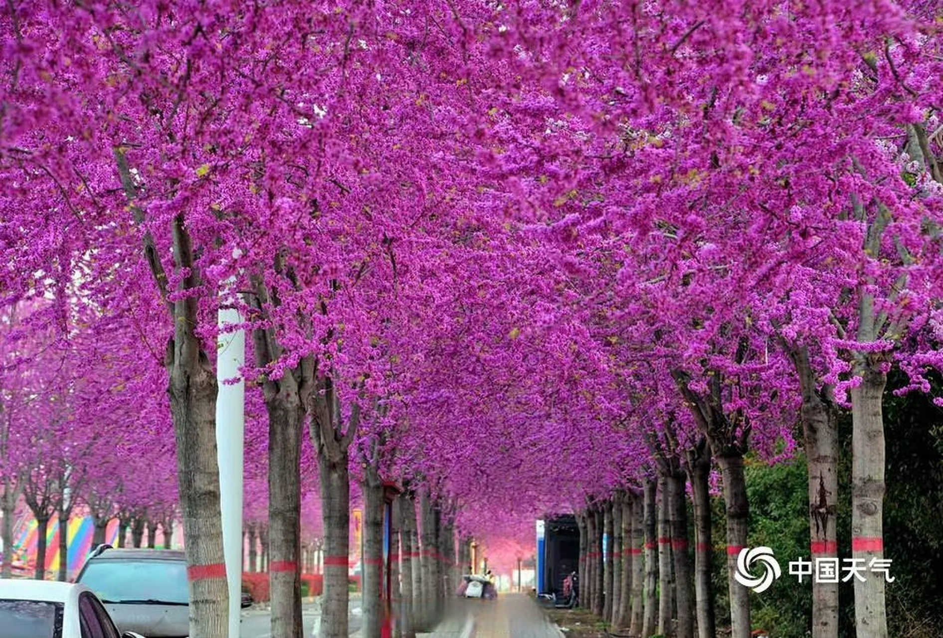晚红带你云游中国# 【一路繁花 河南汝州紫荆盛开春意浓】3月28日