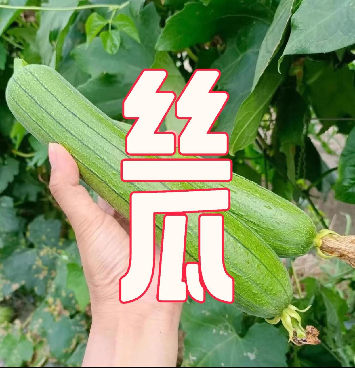 丝瓜——清热利肠,化痰凉血 别名:天吊瓜,水瓜 性味:味甘,性平 归经